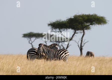 Grant's zebra (Equus burchellii boehmi), il Masai Mara riserva nazionale, Kenya, Africa Foto Stock