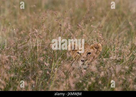 Un LION CUB (Panthera leo), in attesa di sua madre e nascondere in erba alta, il Masai Mara, Kenya, Africa Foto Stock