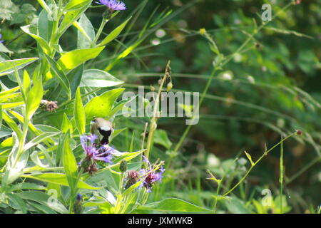 Un cardellino seduto tra un paese di lingua inglese giardino Foto Stock