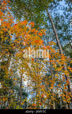 In autunno (caduta) colore in un misto di latifoglie e sempreverdi impostazione della foresta nel sud degli Stati Uniti. Foto Stock