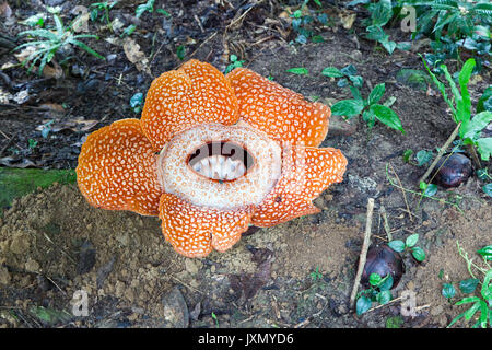 Rafflesia, il fiore più grande del mondo. Borneo, Malaysia Foto stock -  Alamy