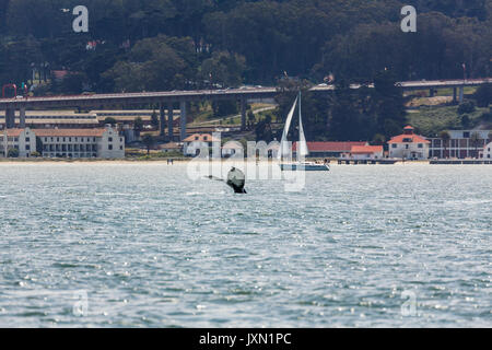 Vista dettagliata del raro avvistamento di madre Humpback Whale fluke , Megaptera novaengliae, nuotare nella baia di San Francisco con city beach in background Foto Stock