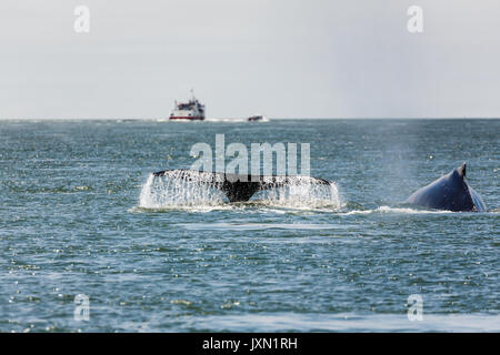 Vista dettagliata del raro avvistamento di madre Humpback Whale, Megaptera novaeangliae, nuotare nella baia di San Francisco Foto Stock