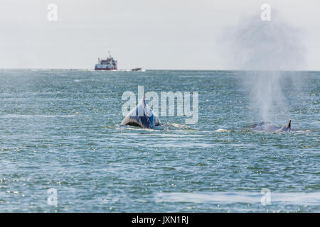 Vista dettagliata del raro avvistamento di schizzando madre Humpback Whale, Megaptera novaeangliae, nuotare nella baia di San Francisco Foto Stock