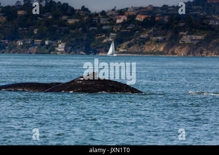 Vista dettagliata del raro avvistamento di madre Humpback Whale, Megaptera novaeangliae, nuotare nella baia di San Francisco Foto Stock