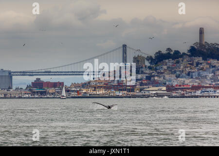 Raro avvistamento di fluke di madre Humpback Whale, Megaptera novaeangliae, nuotare nella baia di San Francisco con il Golden Gate Bridge in background Foto Stock