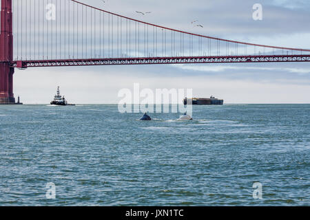 Raro avvistamento di madre Humpback Whale, Megaptera novaeangliae, nuoto con il bambino nella Baia di San Francisco con il Golden Gate Bridge in background Foto Stock