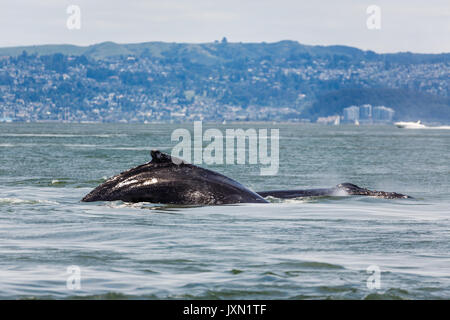 Raro avvistamento di madre Humpback Whale, Megaptera novaeangliae, nuoto con il bambino nella Baia di San Francisco Foto Stock