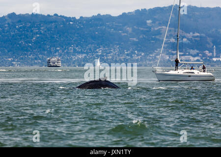 Raro avvistamento di madre Humpback Whale, Megaptera novaeangliae, nuoto con il bambino nella Baia di San Francisco con barca a vela Foto Stock