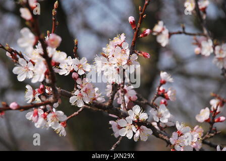 Close up di bellissimi fiori di ciliegio albero. Foto Stock