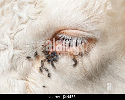Occhio di mucca con mosche. Foto Stock
