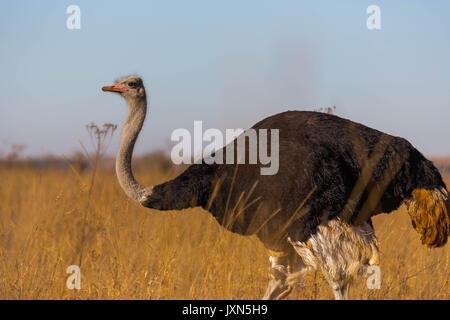 Struzzo maschio in erba lunga nel bush africano Foto Stock