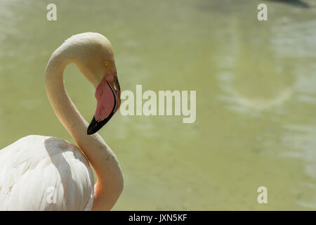 Ritratto di un flamingo in piedi in acqua Foto Stock