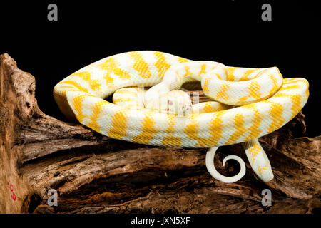 Giallo e bianco striato di Darwin tappeto Albino Python spiralata sulla radice della struttura ad albero Foto Stock