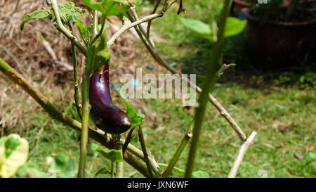 Un unico viola melanzane, noto anche come melanzane o brinjal, in un giardino. Foto Stock