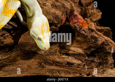 Giallo e bianco striato di Darwin tappeto Albino Python sulla radice della struttura ad albero. Close up della testa Foto Stock