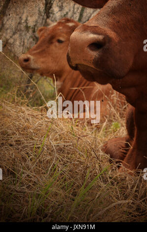 Rosso e marrone e posa di bestiame nella fattoria rurale alla ricerca di pascolo carino. mandria bovina sollevata sul paese ranch. Foto Stock