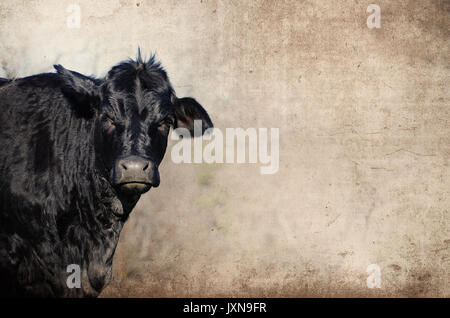 Carino il Black Angus cow sul ranch rurale, fissando alla videocamera per l'orientamento verticale. Autentica country farm, mostra il settore lifestyle. Foto Stock