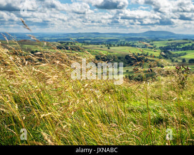 Erbe lunghe che soffia nella brezza vicino Malham con la forma di Pendle Hill nella distanza Yorkshire Dales Inghilterra Foto Stock