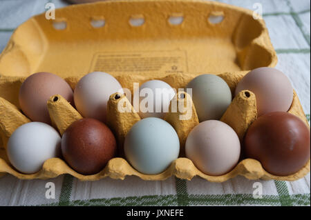 Le uova organiche in diverse dimensioni e colori Foto Stock