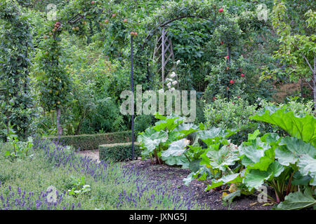 Frutta e verdura, giardino con rosso, mele verdi su pergola, rabarbaro crescente nella parte anteriore della lavanda viola . Foto Stock