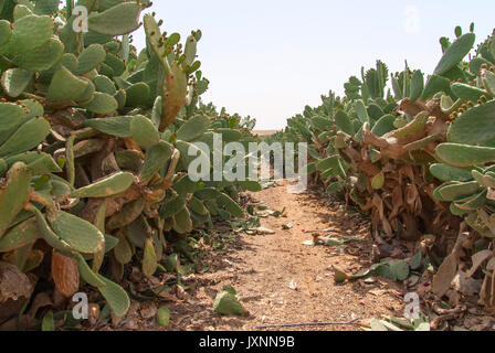 Canneto di cactus Opuntia ficus-indica nel deserto del Negev, Israele. Foto Stock
