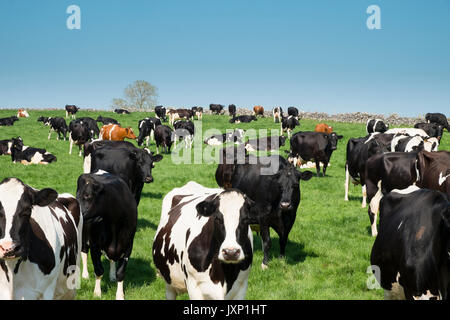 Una mandria di mucche in un campo in una giornata di sole Foto Stock