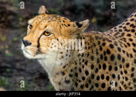 Close up headshot ritratto di ghepardo (Acinonyx jubatus) nella bella pezzata all'aperto di luce Modello di Rilascio: No. Proprietà di rilascio: No. Foto Stock