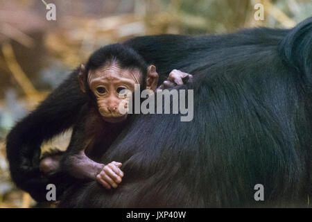 Celebes macaco crestato (Macaca nigra) madre con bambino aka Crested macaco nero, Sulawesi macaco crestata o il Black Ape modello di rilascio: No. Proprietà di rilascio: No. Foto Stock