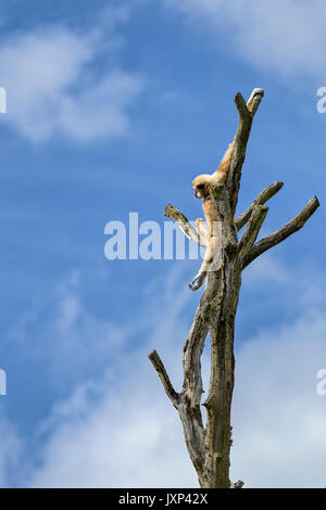 Il lar gibbone (Hylobates lar) aka il bianco-consegnato gibbone, è un primate minacciate in gibbone famiglia Hylobatidae modello di rilascio: No. Proprietà di rilascio: No. Foto Stock