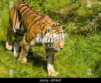 Tigre Siberiana (Panthera tigris altaica) aka tigre di Amur modello di rilascio: No. Proprietà di rilascio: No. Foto Stock