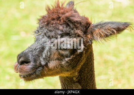 Close up headshot ritratto di alpaca (Vicugna pacos) modello di rilascio: No. Proprietà di rilascio: No. Foto Stock