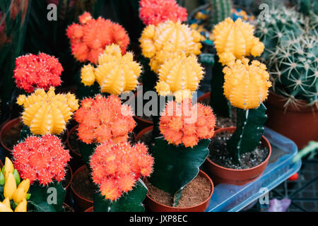 Più piccolo Cactus colorati fiori di Cactus in vasi nel mercato del negozio. Foto Stock