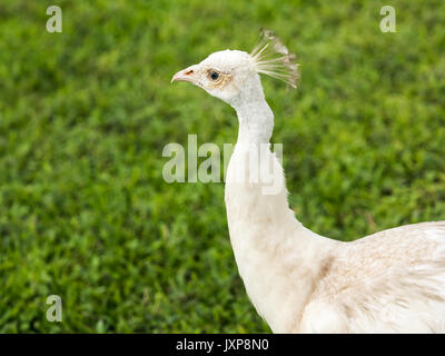 Close up di un albino peacock. Foto Stock