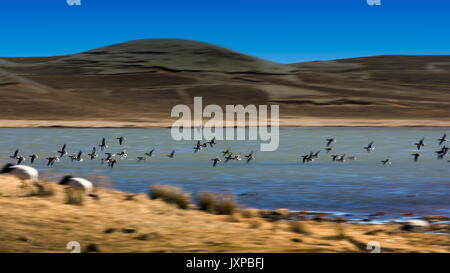 Il collo nero Gru nella Riserva Naturale del lago di Nian Huize County,nella provincia dello Yunnan,Cina Foto Stock