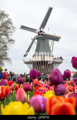 Il Keukenhof, Paesi Bassi - 21 Aprile 2017: il vecchio mulino a vento con molte persone nel famoso giardino di Keukenhof. Foto Stock