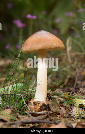 Il Tawny Grisette, Amanita fulva. toadstool, fungo, Sussex, Regno Unito. Agosto. Foto Stock