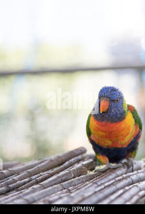 Australian Lorikeet da lo Zoo Twycross in Leicestershire. Deve vedere attrazione Foto Stock