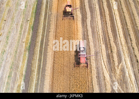 Immagine aerea di due mietitrebbia funzionante a ripe golden campo di grano. La raccolta in estate Foto Stock