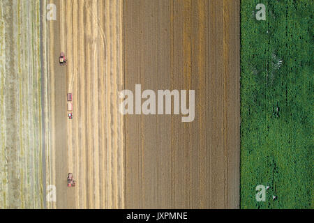 Immagine aerea di trebbiatrici mietitrebbia e il trattore con due rimorchi lavorando in golden campo di grano. Stagione di mietitura in lavori agricoli Foto Stock