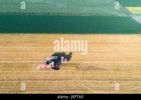Immagine aerea della mietitrebbia e il trattore con il rimorchio che lavorano in golden campo di grano. Raccolto in estate i lavori agricoli Foto Stock