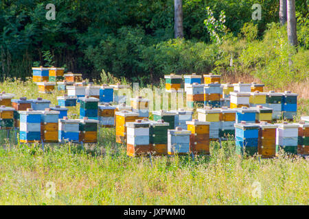 Alveari colorati. Alveari di api in una fattoria di miele Foto Stock