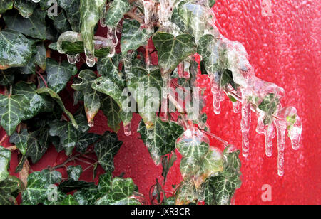 Un intrico di Common English ivy è incastrata nel ghiaccio da una tempesta di neve. Foto Stock