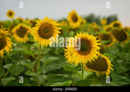 Girasoli farm contro sky durante il tramonto. Agosto sera dopo la pioggia. Bella estate sfondo su diversi argomenti. Foto Stock
