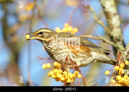 Alimentazione Redwing su bacche Foto Stock
