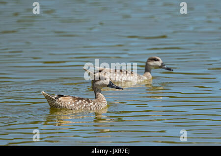 Due Anatre in marmo (marmaronetta angustirostris) nuoto Foto Stock