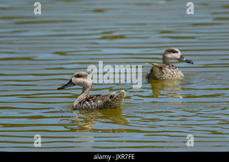 Due Anatre in marmo (marmaronetta angustirostris) nuoto Foto Stock