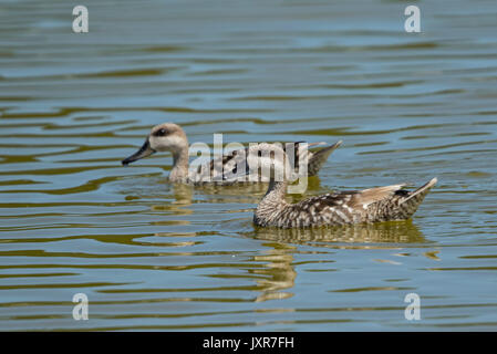 Due Anatre in marmo (marmaronetta angustirostris) nuoto Foto Stock