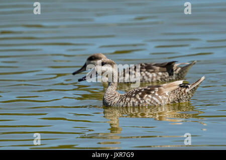 Due Anatre in marmo (marmaronetta angustirostris) nuoto Foto Stock