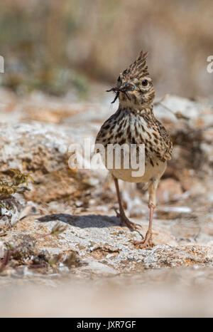 Thekla lark (galerida theklae) raccogliere gli insetti sul terreno, Foto Stock